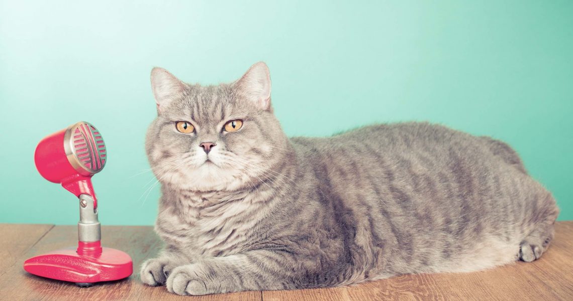 Storytelling Cat